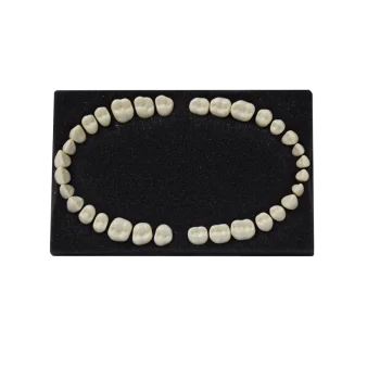Arma Dental Fantom Diş