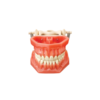 Arma Dental Fantom Çene