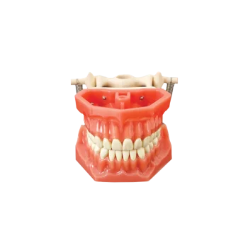 Arma Dental Fantom Çene